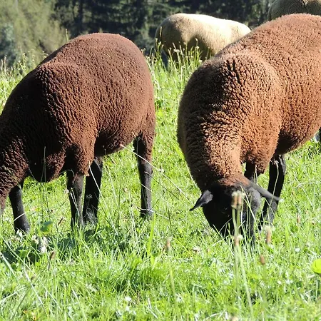 Bucheggerhof Schladming