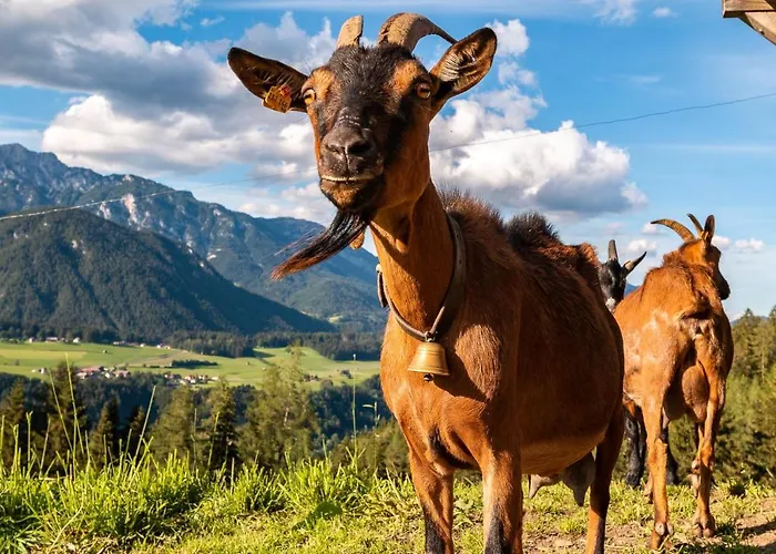 Bucheggerhof Schladming