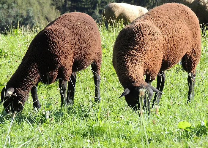 Bucheggerhof Schladming